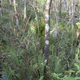 Illustration for article titled Six Mile Cypress Slough - Photos